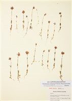 藏品(海胭红)的圖片